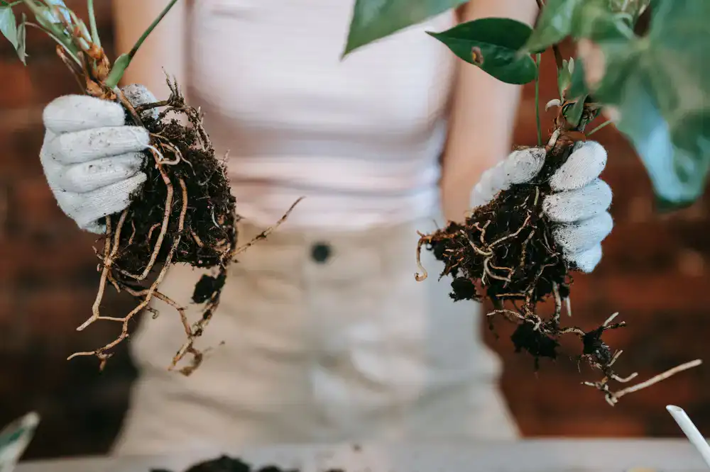 Close up inspection of plant roots indicating health