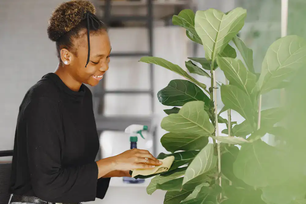 Professional wiping down a large green leaf carefully