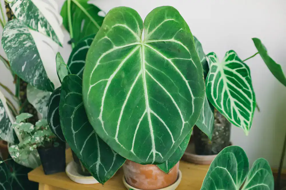 Velvety dark green Anthurium leaves