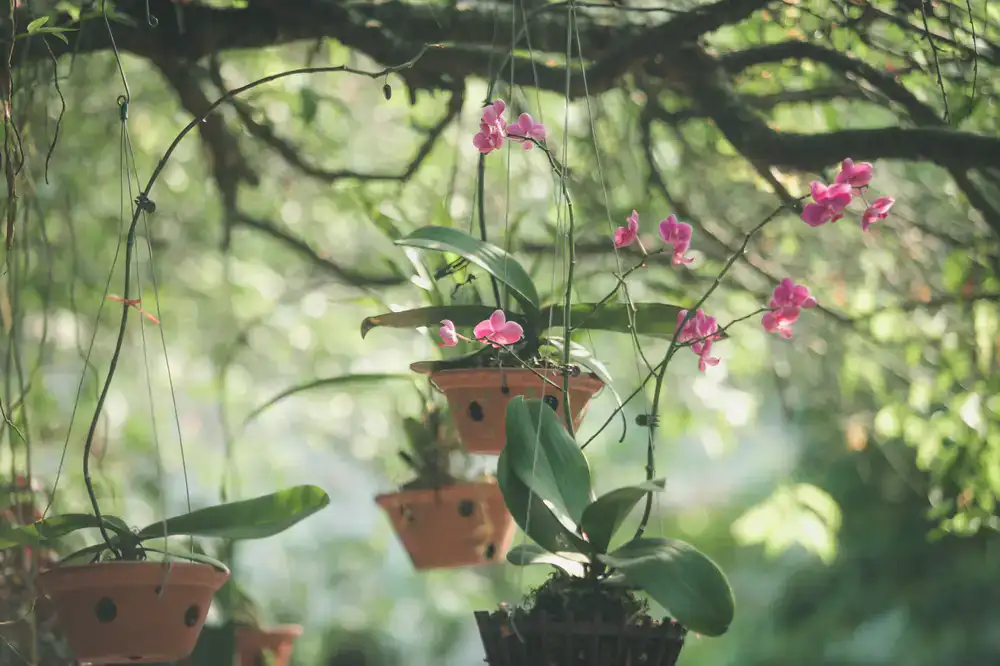 Trailing Hoya plant with blooms