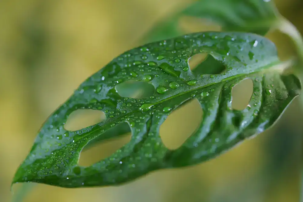 Highly fenestrated Monstera leaf