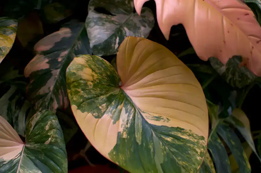 Variegated Philodendron leaf