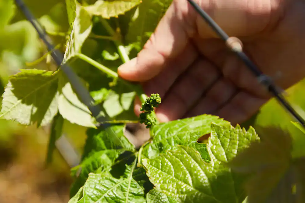 Hands carefully inspecting a plant leaf