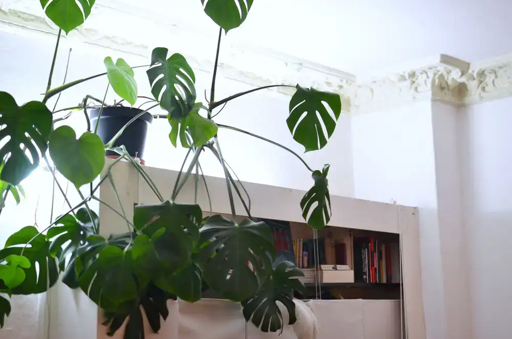 A large healthy rare Monstera plant