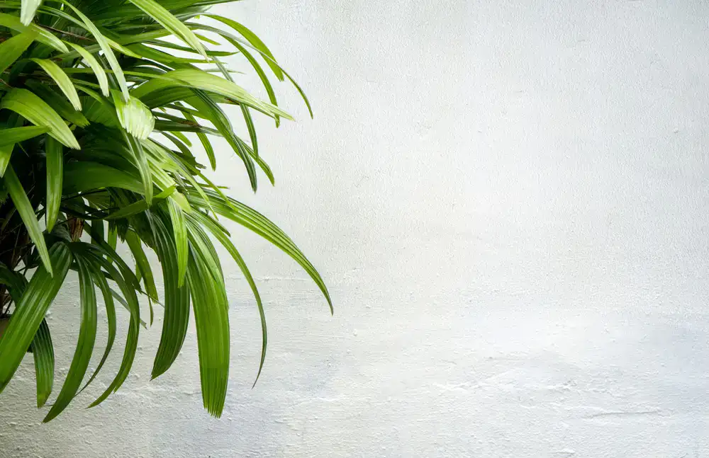 Lush rare indoor plant foliage in a bright space