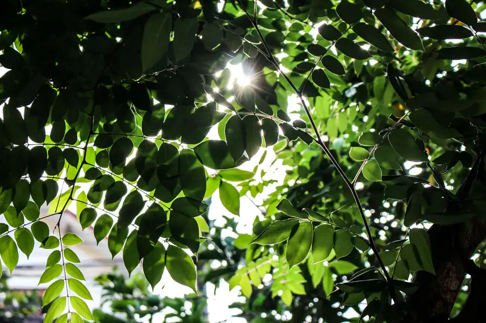Sunlight filtering through tropical leaves