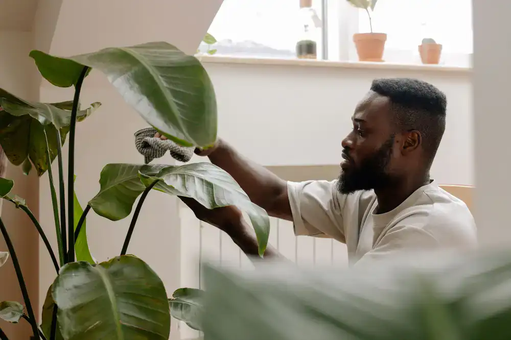 Person carefully wiping a large Monstera leaf