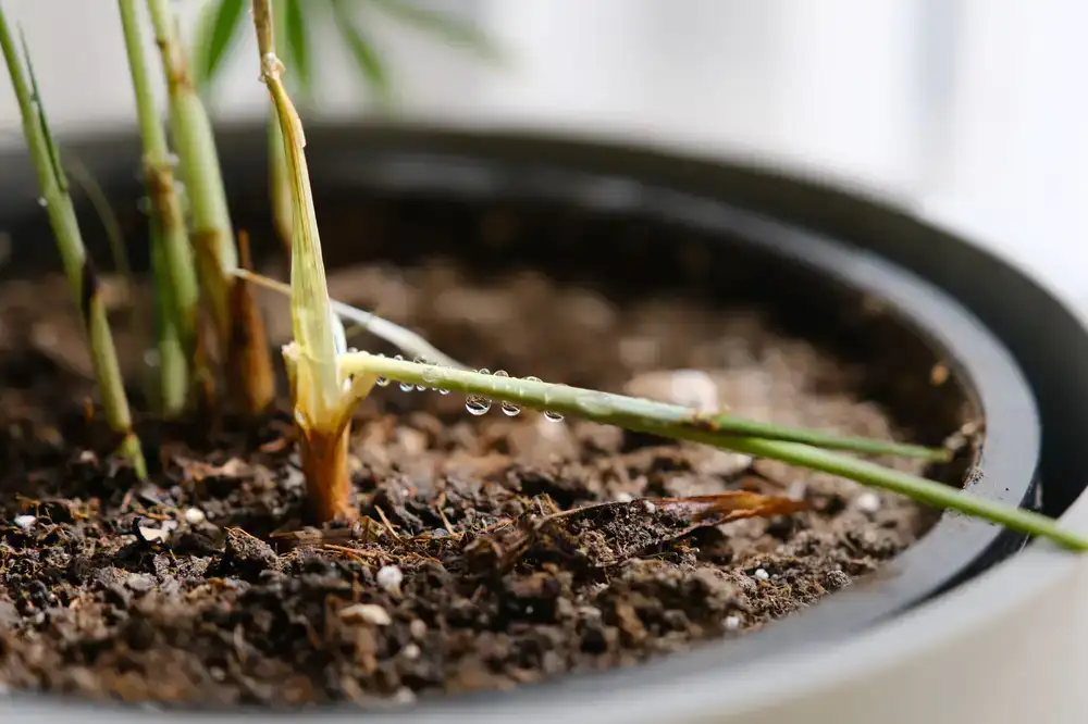 Close-up of well-draining chunky aroid soil mix