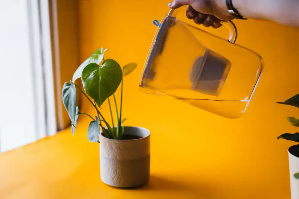 Watering a rare Philodendron