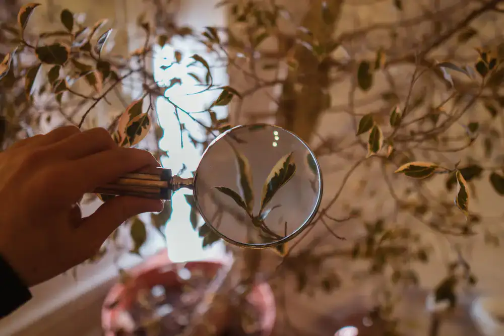 Magnifying glass inspecting a plant leaf for pests