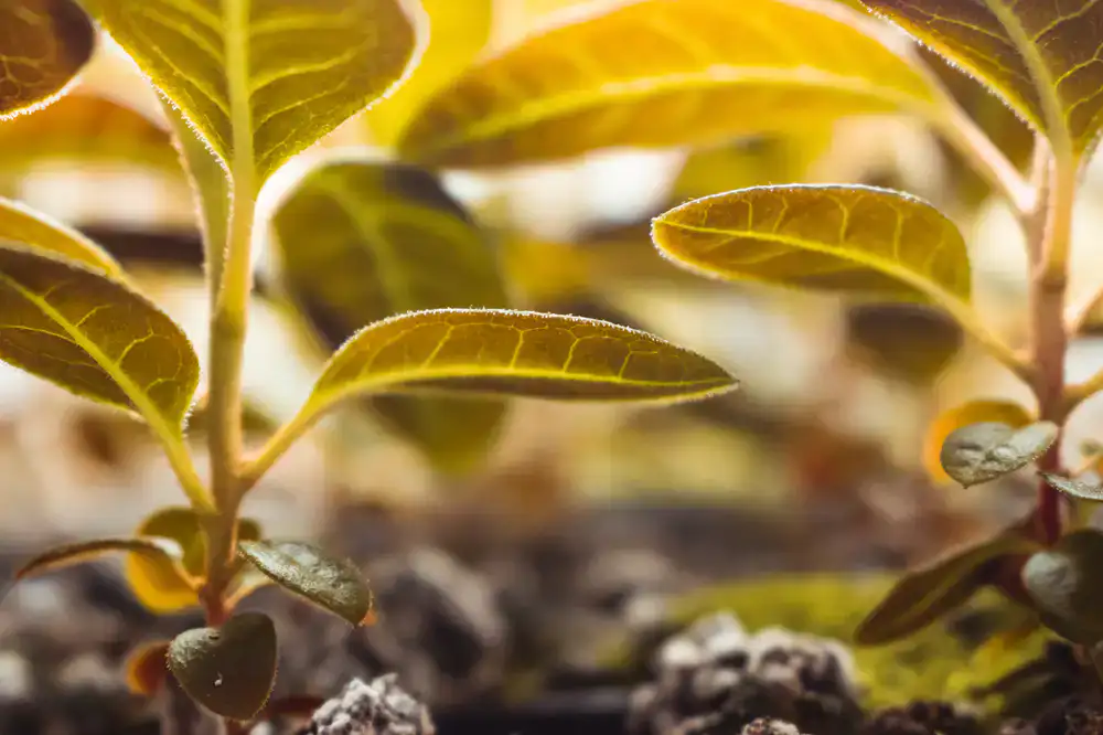Small plants growing in a warm greenhouse