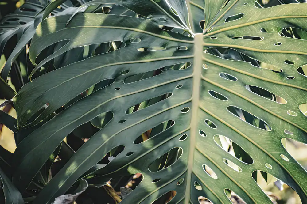 Close up of a highly textured Monstera Burle Marx Flame leaf