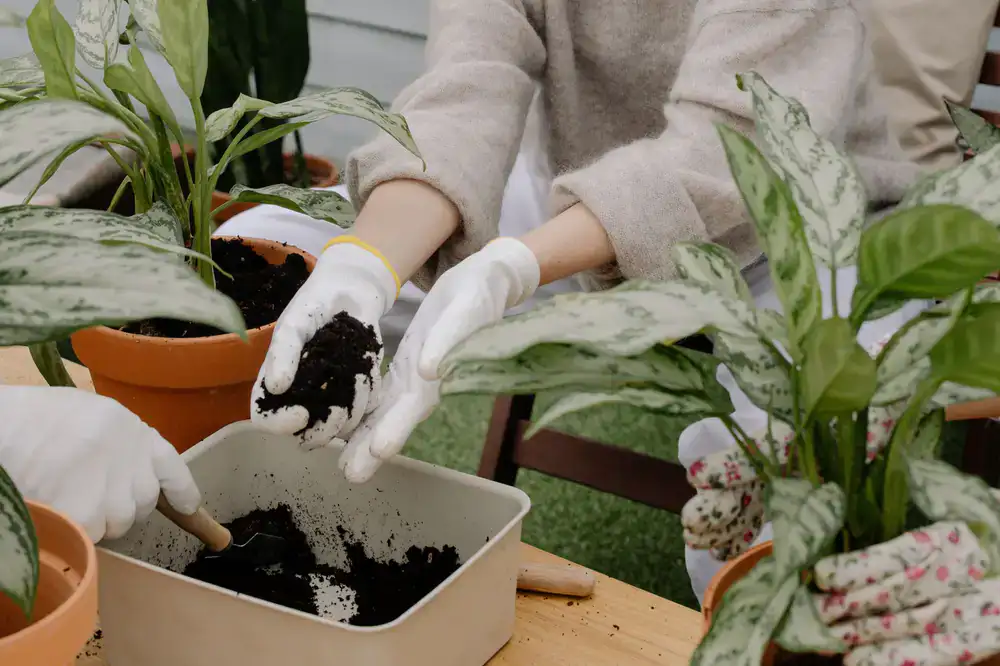 A group of people repotting plants at a workshop table