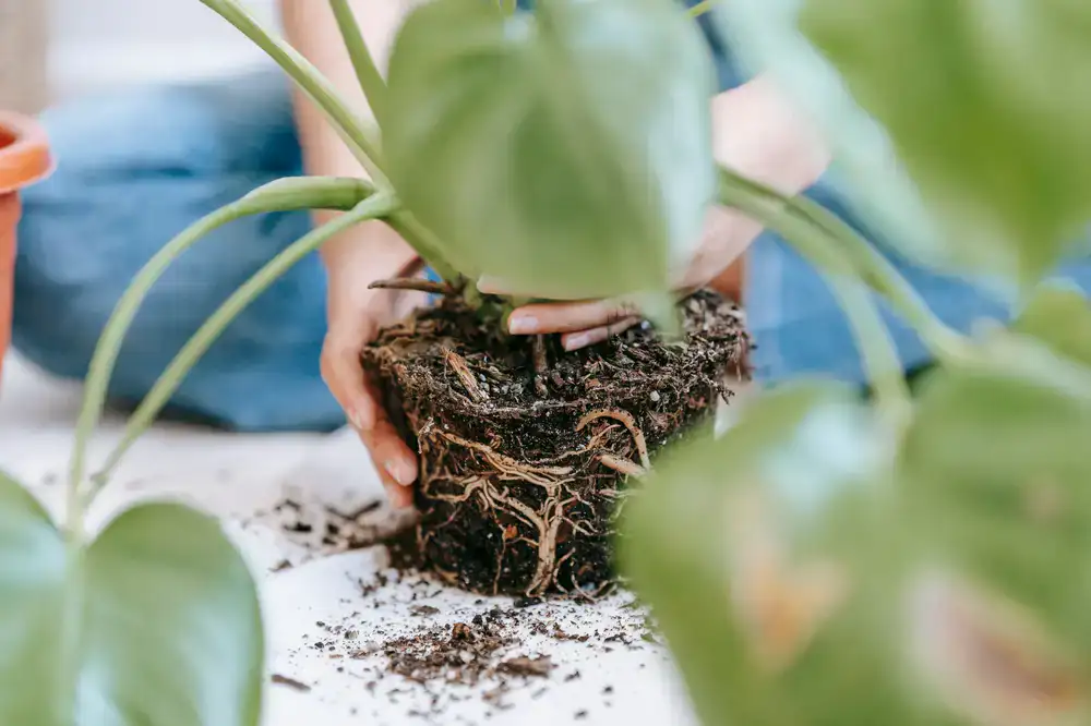 Instructor demonstrating root health on a large Monstera