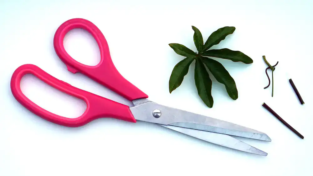 Close up of clean botanical shears cutting a node