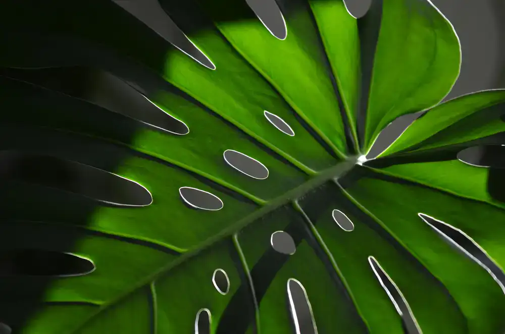 Precision cut on a philodendron stem