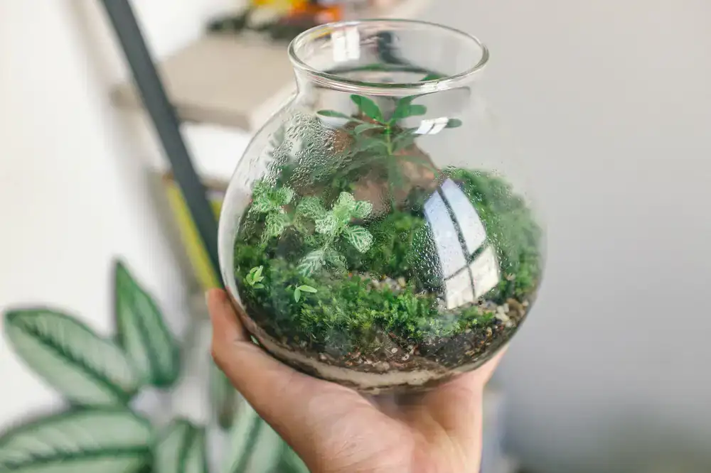 Lush closed terrarium showing condensation and small ferns